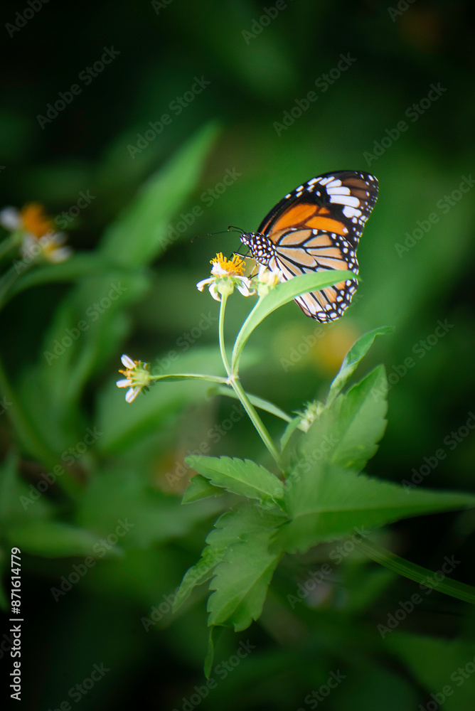 Butterflies and flowers in the backyard at the close of the day. Butterflies and flowers in the backyard at the close of the day.