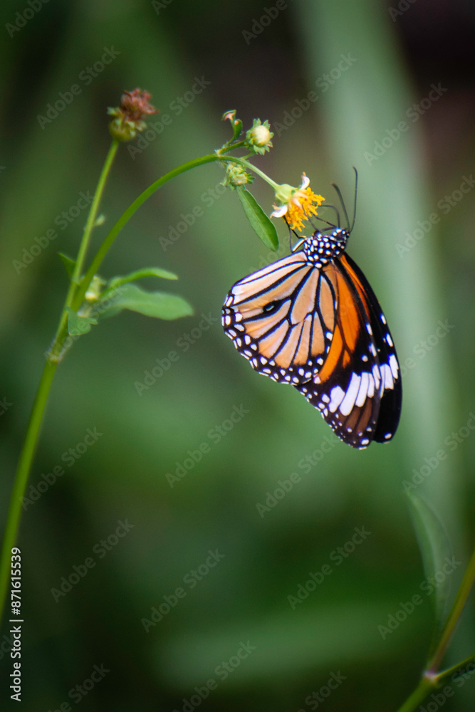 Butterflies and flowers in the backyard at the close of the day. Butterflies and flowers in the backyard at the close of the day.