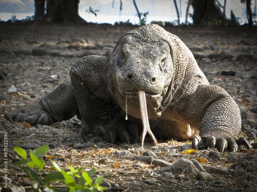 komodo dragon on beach, Komodo Island, East Nusa Tenggara, Indonesia komodo dragon on beach, Komodo Island, East Nusa Tenggara, Indonesia