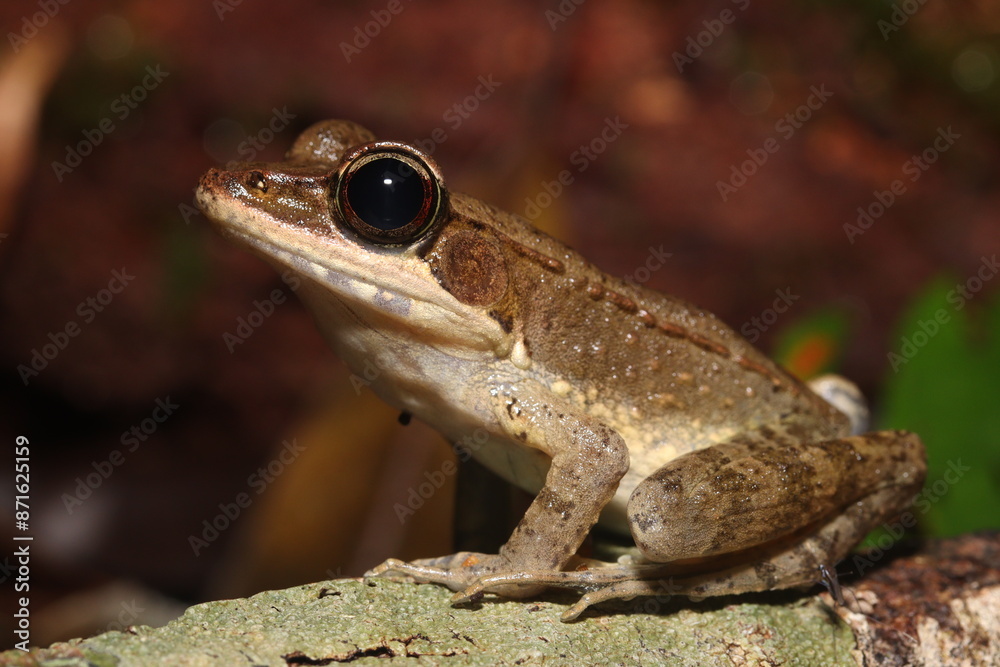 Obraz premium Australian wood frog (Papurana daemeli)