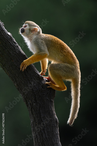 A Saimiri sciureus in backlight on the tree