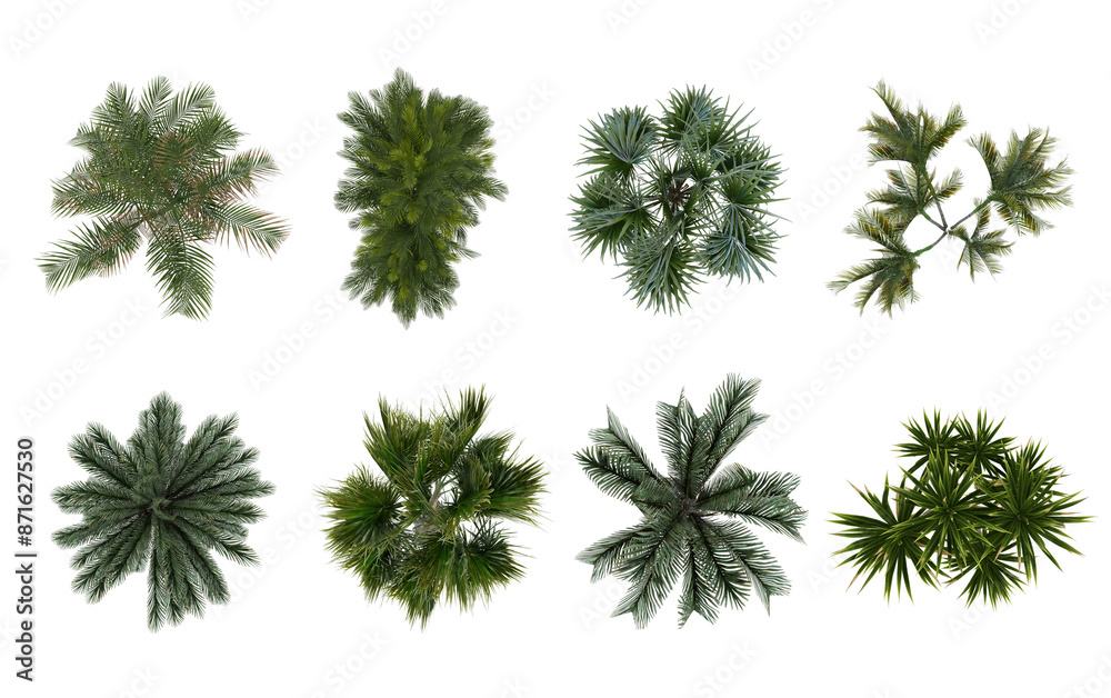 Collection of 3D Top view Green canary palm Trees Isolated on white background , Use for visualization in architectural design Collection of 3D Top view Green canary palm Trees Isolated on white background , Use for visualization in architectural design