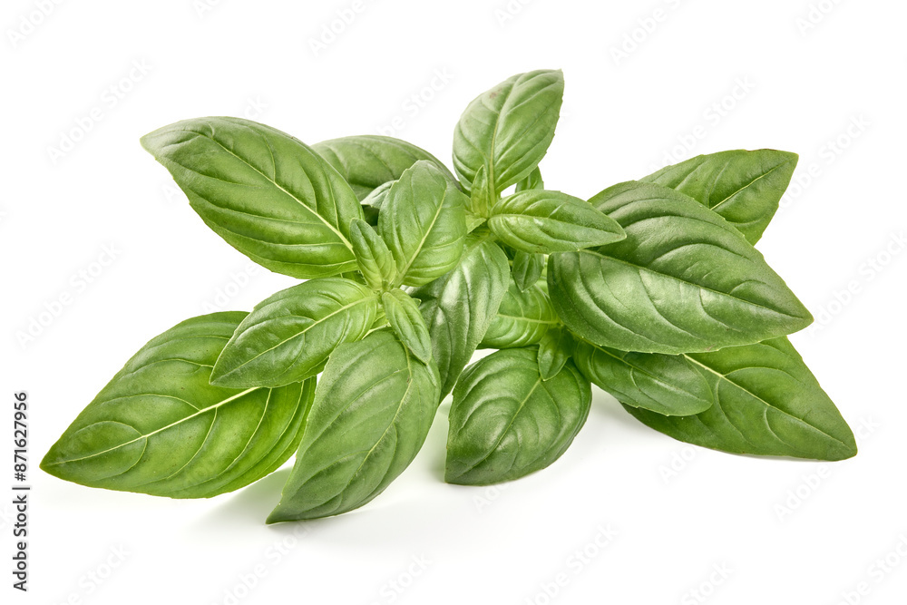 Raw Green Organic Basil leaves, isolated on white background.