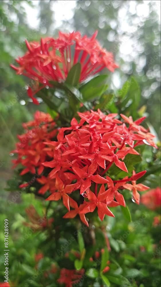 Beauty In Nature, Raining In Garden On flowers. Beauty In Nature, Raining In Garden On flowers.