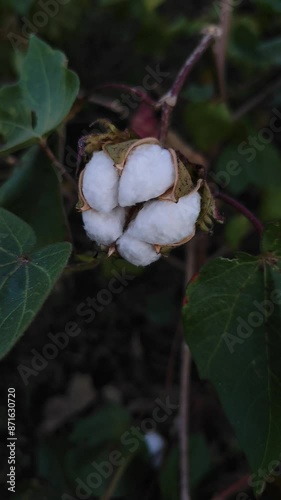 Cotton field , close view of cottton plant and boll