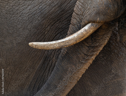 Fotografie Close-up of elephant teeth.