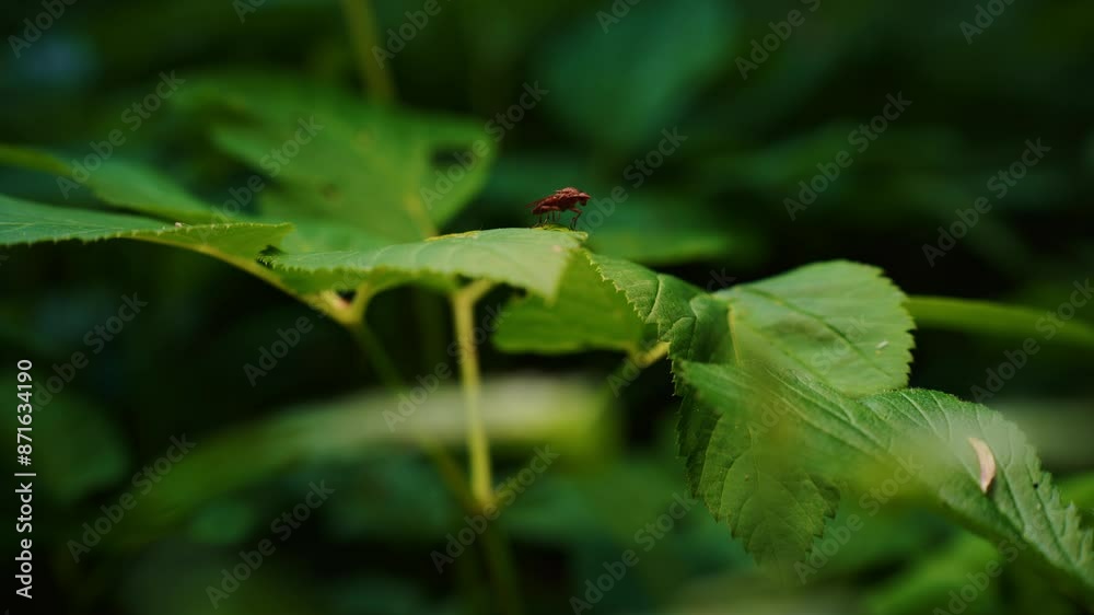 Swampfly adjusting it's wings. Sitting on top lit leaves Swampfly adjusting it's wings. Sitting on top lit leaves