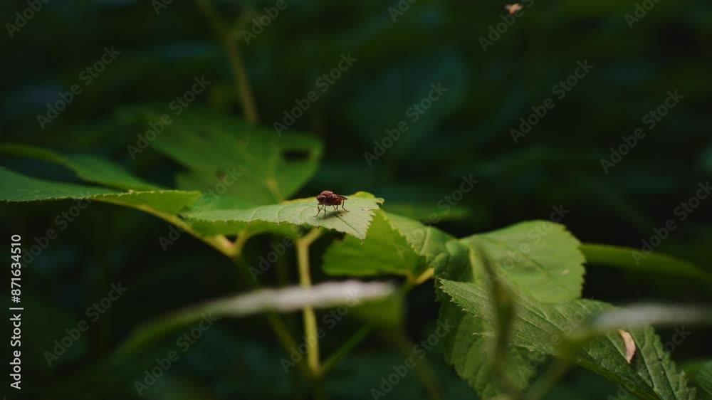 Swamp fly sitting on leaf and carefully adjusting position Swamp fly sitting on leaf and carefully adjusting position