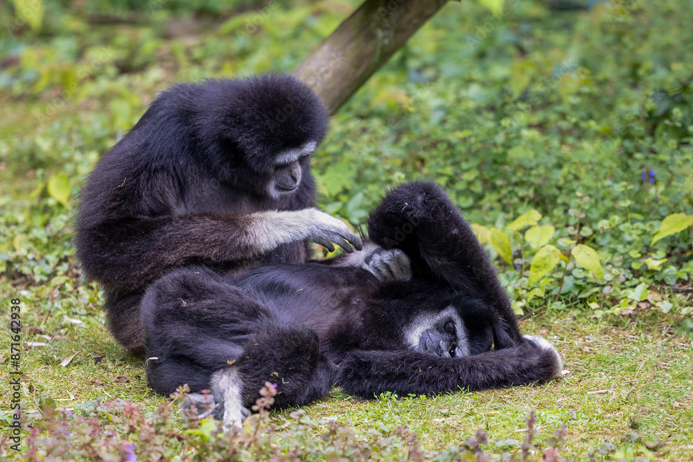 The black white-handed gibbon is fidgeting. White-handed gibbon, lar gibbon, Hylobates lar. The black white-handed gibbon is fidgeting. White-handed gibbon, lar gibbon, Hylobates lar.