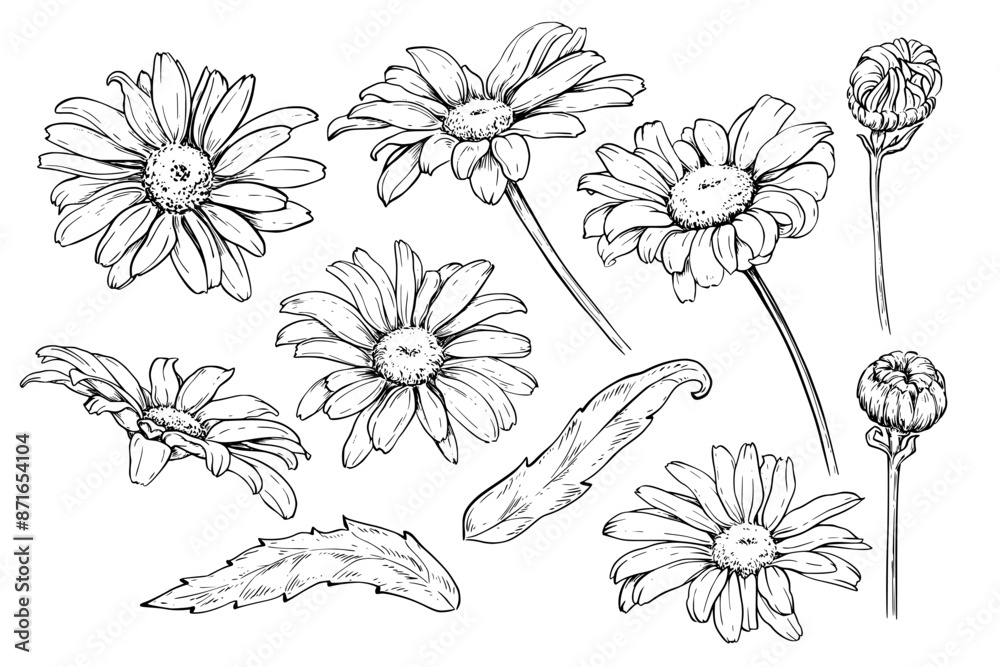 Chamomile flowers set vector sketch drawing