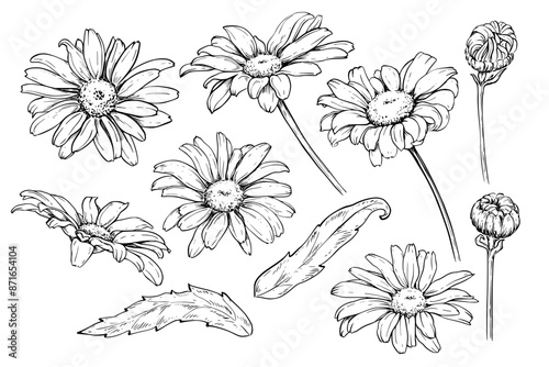 Obraz na płótnie Chamomile flowers set vector sketch drawing w salonie