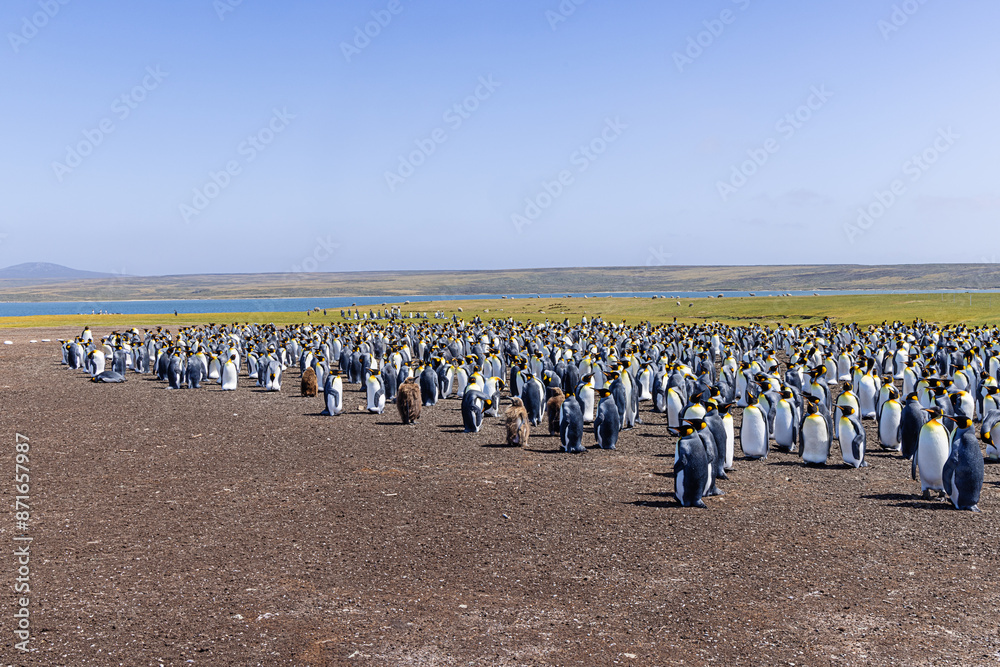 Obraz premium General view of the King penguin colony at Volunteer Point with grazing sheep in the background