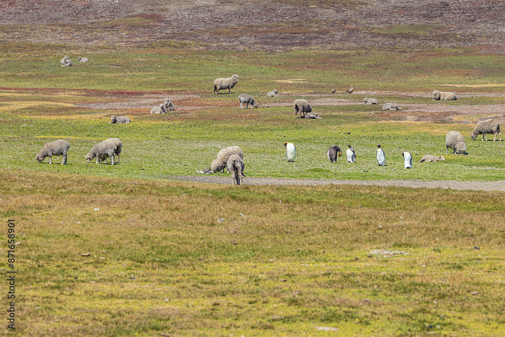 King penguins and sheep living together at Volunteer Point. Selective focus on the animals King penguins and sheep living together at Volunteer Point. Selective focus on the animals