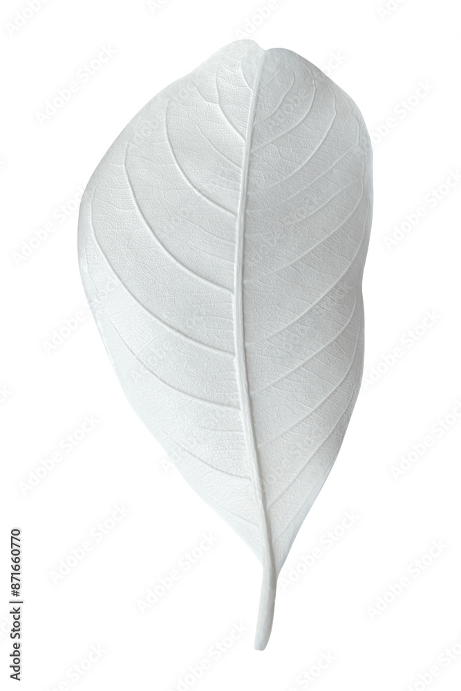 Dry bleached white leaf transparent png Dry bleached white leaf transparent png