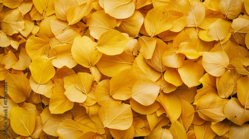 A close up of autumnal fallen leaves. Yellow foliage texture in the background. A close up of autumnal fallen leaves. Yellow foliage texture in the background.
