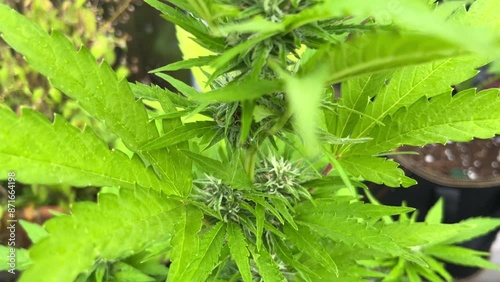 Closeup video of female cannabis marijuana plant in early flowering stage photo