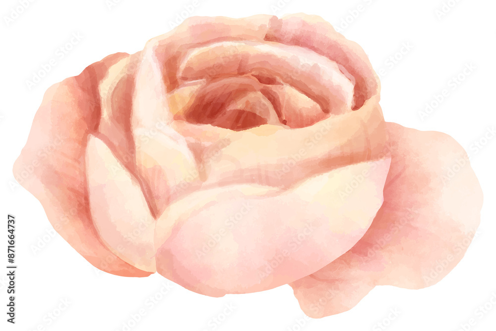 Blooming rose flower png watercolor clipart Blooming rose flower png watercolor clipart