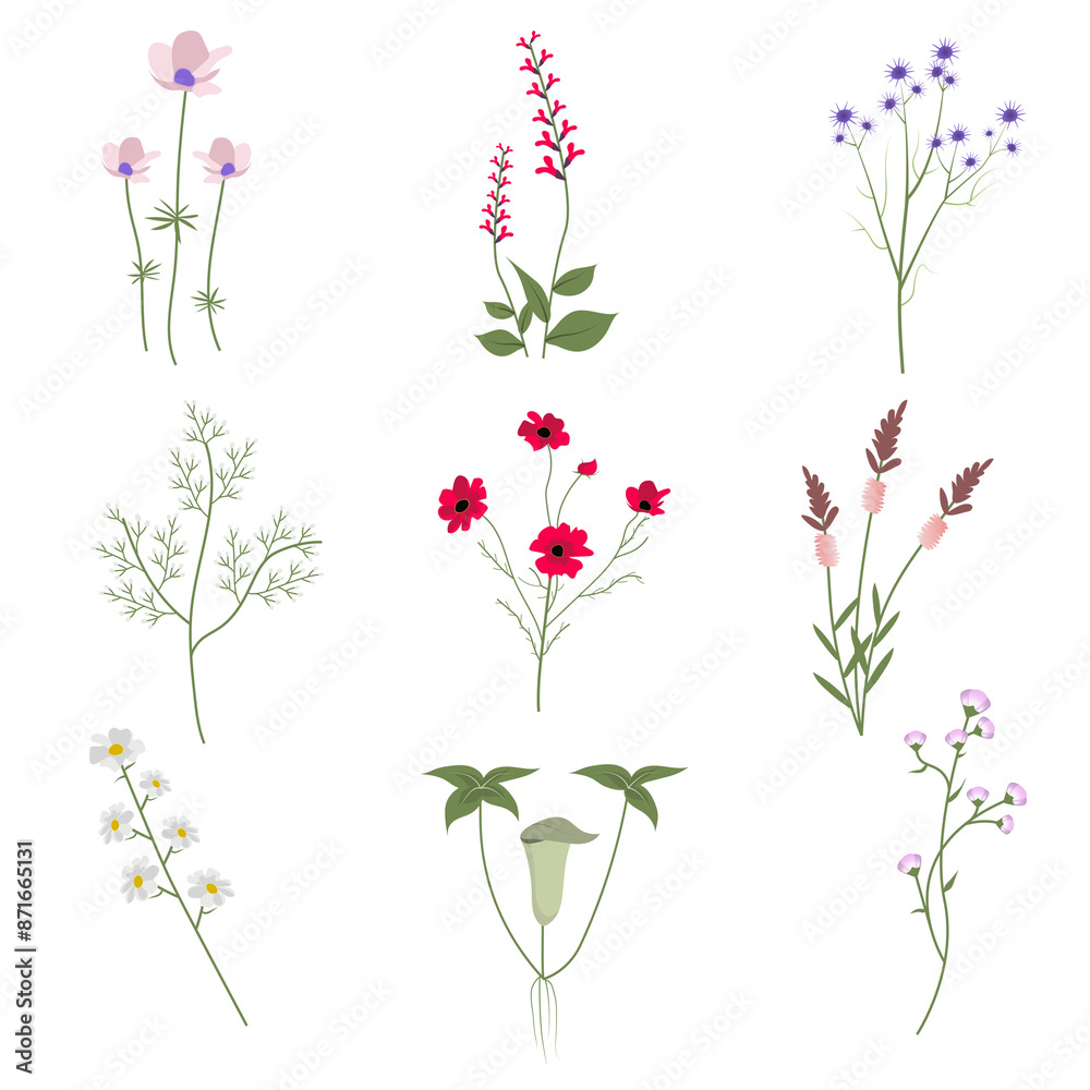 Png wildflower cutout floral illustration set Png wildflower cutout floral illustration set