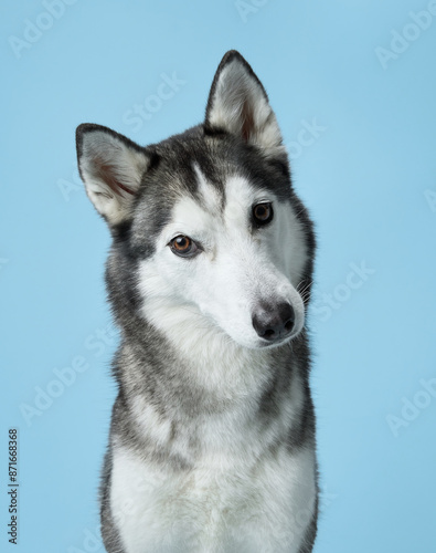 Attentive Siberian Husky portrayed in a serene studio, sky-blue background complements its grey and white fur. This dignified pose highlights the Husky's keen gaze and symmetrical facial markings