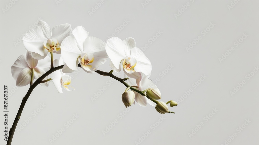 Obraz premium Orchid on a white backdrop