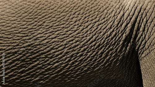 Close-Up of Wrinkled Elephant Skin Texture Background photo