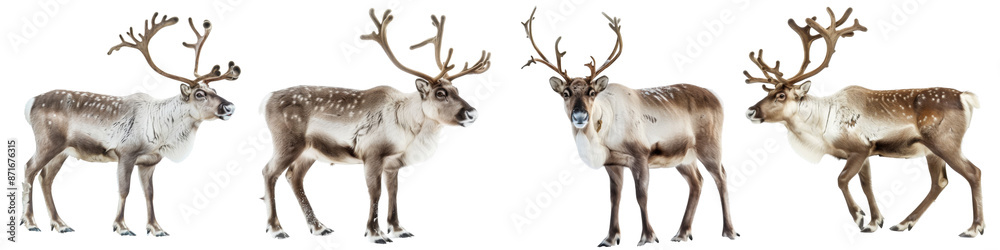 Collection of reindeers isolated on transparent or white background Collection of reindeers isolated on transparent or white background