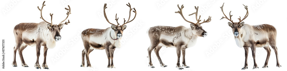 Collection of reindeers isolated on transparent or white background Collection of reindeers isolated on transparent or white background