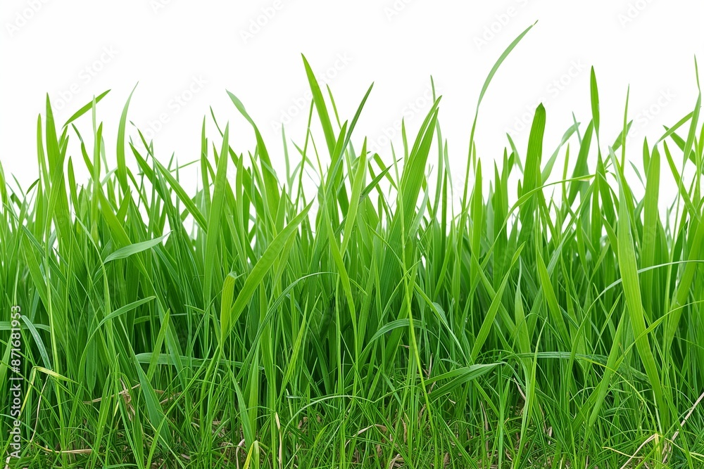 A long green grass field with no other objects in the background. The grass is tall and lush, giving the impression of a peaceful and serene environment A long green grass field with no other objects in the background. The grass is tall and lush, giving the impression of a peaceful and serene environment