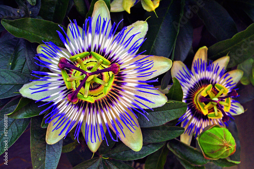 Passion Flower Summer Flowering Plant