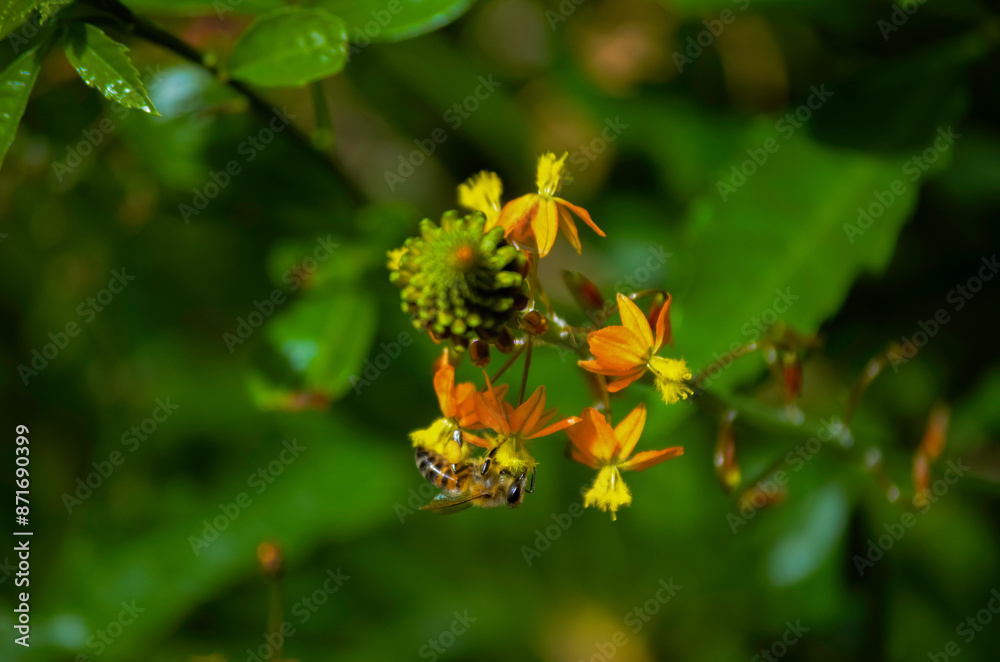 Abeja con polen en las patas alimentándose de una flor Abeja con polen en las patas alimentándose de una flor
