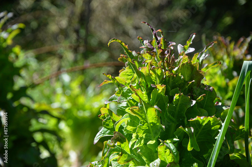 Lechuga en la huerta photo