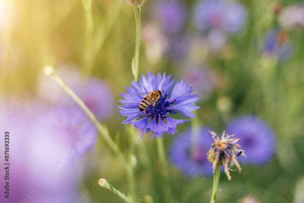 Fototapeta premium Cornflowers close-up in the field with bee. Natural background, selective focus