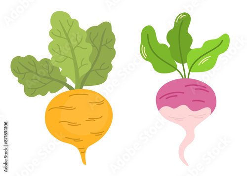 Fresh raw purple turnip, swede and rutabaga. Whole tubers of organic root vegetables with leaves. Healthy farm food. Natural seasonal veggies. Flat vector illustration isolated on white background