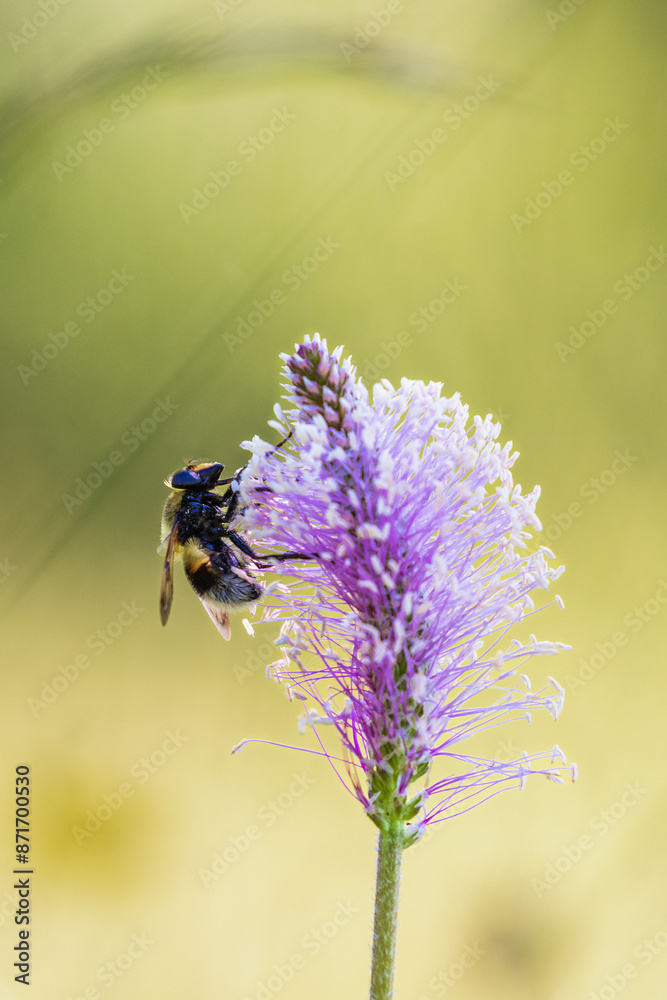 Close up at a Bumblebee on a flowering Hoary plantain Close up at a Bumblebee on a flowering Hoary plantain