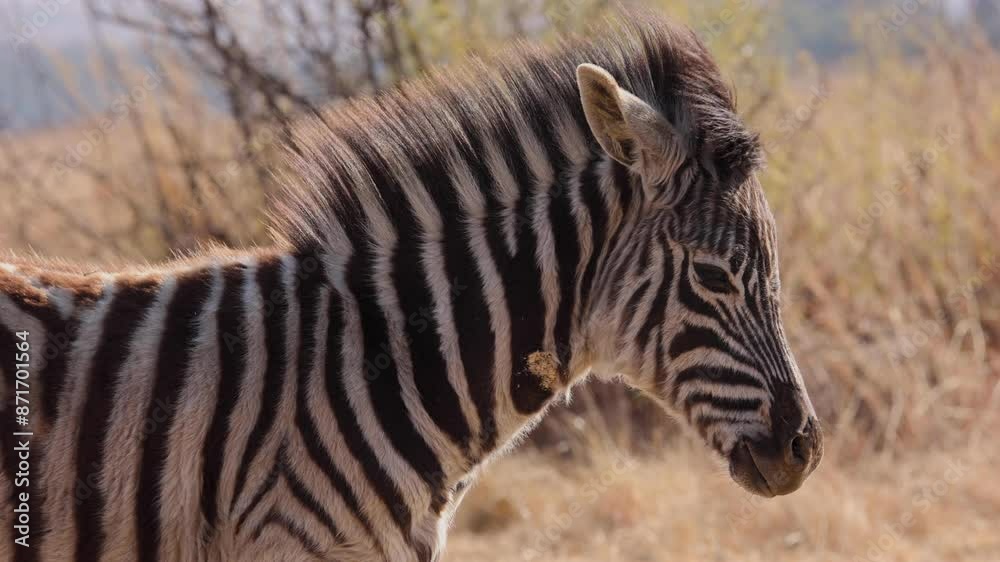 Golden light with wind blowing through Zebra foal mane hair, medium shot Golden light with wind blowing through Zebra foal mane hair, medium shot