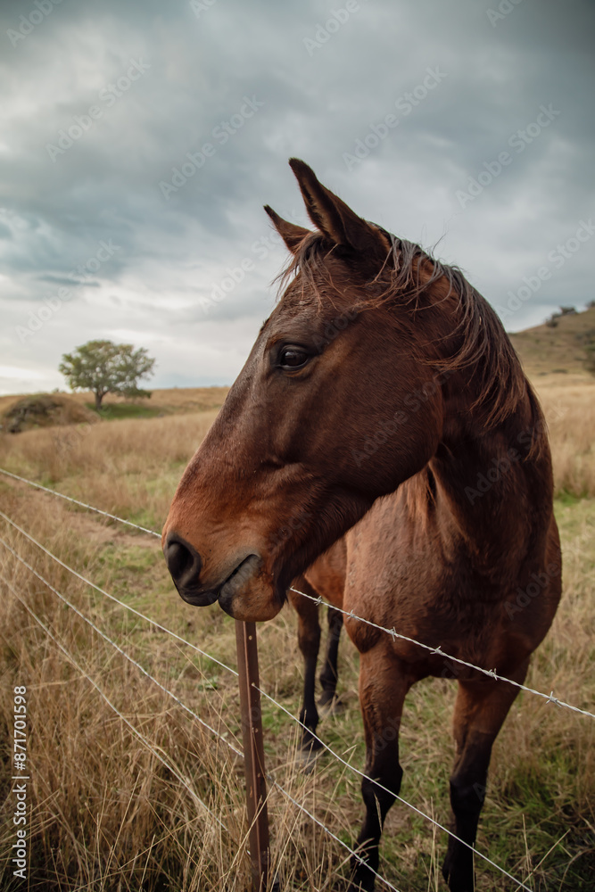Obraz premium Portrait of horse standing at barbed wire fence on farm