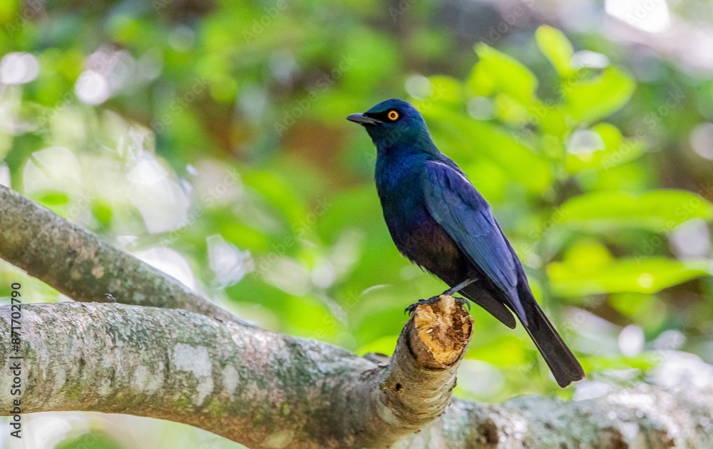 Cape glossy starling (Lamprotornis nitens) is a species of starling in the family Sturnidae. It is found in southern Africa, where it lives in woodlands, bushveld and in suburbs. Cape glossy starling (Lamprotornis nitens) is a species of starling in the family Sturnidae. It is found in southern Africa, where it lives in woodlands, bushveld and in suburbs.