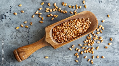 Whole spelt grain in wooden scoop on gray background from above
