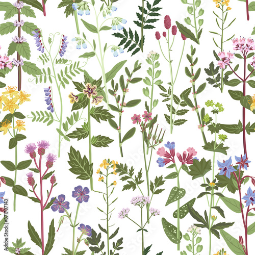 seamless pattern with field flowers, vector drawing flowering wild plants at white background, hand drawn botanical illustration