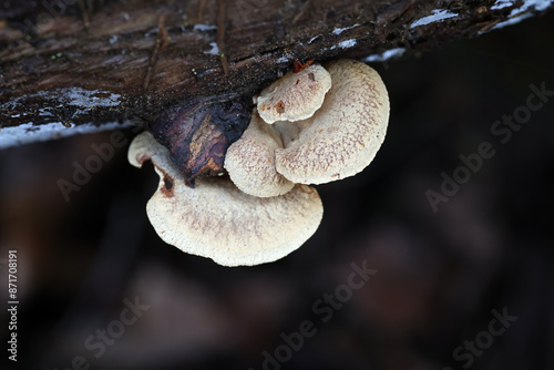 Panellus stipticus, commonly known as the bitter oyster, astringent panus or luminescent panellus, wild mushroom from Finland © Henri Koskinen