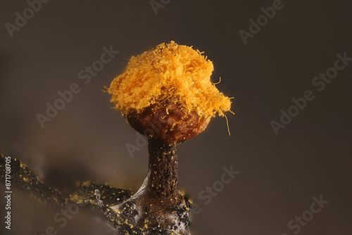 Trichia erecta, slime mold from Finland, microscope image of sporocarp photo