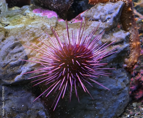 Purple sea urchin photo