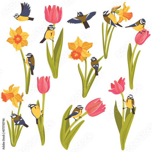 red tulips , yellow narcissus and blue tits, spring flowers and birds, vector drawing flowering plants at white background, floral elements, hand drawn botanical illustration