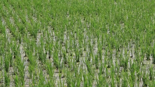 田植え一ヶ月後