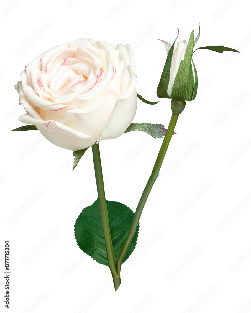 Fototapeta premium PNG White rose flower , collage element, transparent background