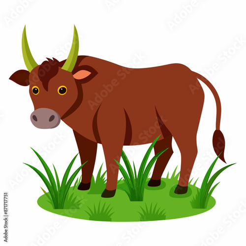 bull-eating-grass-white-background 