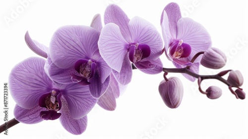 Purple orchid branch against white background © FryArt