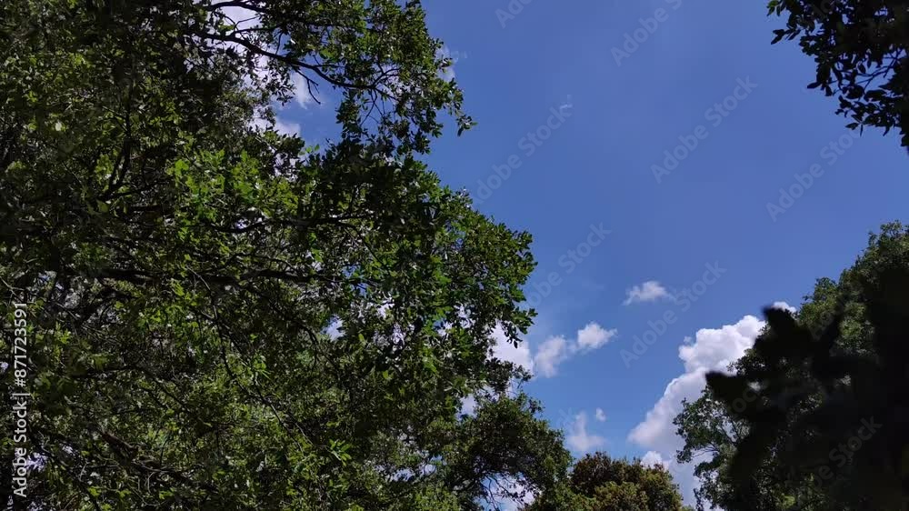 Multiple trees with large branches full of leaves moving through the strong air Multiple trees with large branches full of leaves moving through the strong air