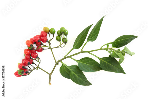 Deadly nightshade atropa belladonna leaf sprig with red berries on white, Poisonous plant used in herbal medicine under professional care. photo