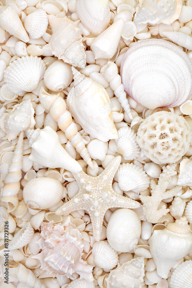 Sea shell background with large collection of white shells. Nature marine life decorative composition for summer theme greeting card. Sea shell background with large collection of white shells. Nature marine life decorative composition for summer theme greeting card.